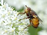 insecten 2022 deel 3